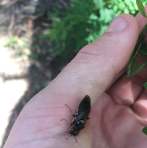 Pergidae sp. (family) at Paddys River, ACT - 27 Dec 2020