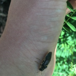 Pergidae sp. (family) at Paddys River, ACT - 27 Dec 2020