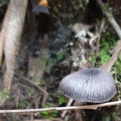 zz agaric (stem; gill colour unknown) at Paddys River, ACT - 30 Dec 2020 by Rixon