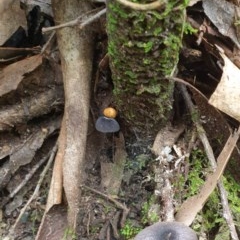 zz agaric (stem; gill colour unknown) at Paddys River, ACT - 30 Dec 2020