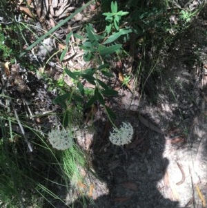 Pimelea treyvaudii at Paddys River, ACT - 27 Dec 2020 01:13 PM