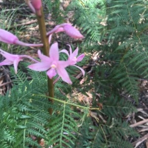 Dipodium roseum at Paddys River, ACT - 27 Dec 2020