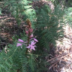 Dipodium roseum at Paddys River, ACT - 27 Dec 2020