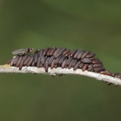 Unidentified Insect at Downer, ACT - 29 Dec 2020 by TimL