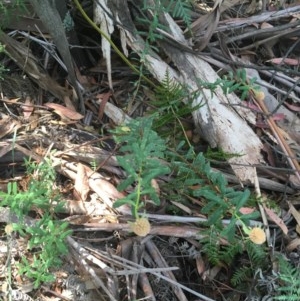 Pimelea treyvaudii at Paddys River, ACT - 27 Dec 2020