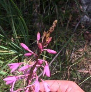 Dipodium roseum at Paddys River, ACT - suppressed