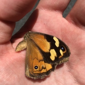 Heteronympha merope at Paddys River, ACT - 27 Dec 2020 01:47 PM