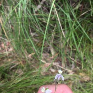 Arthropodium milleflorum at Paddys River, ACT - 27 Dec 2020 02:23 PM