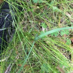 Arthropodium milleflorum at Paddys River, ACT - 27 Dec 2020 02:23 PM