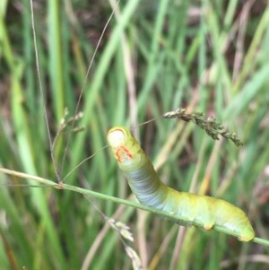 Capusa (genus) at Paddys River, ACT - 27 Dec 2020