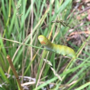 Capusa (genus) at Paddys River, ACT - 27 Dec 2020