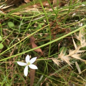 Isotoma fluviatilis subsp. australis at Forde, ACT - 30 Dec 2020