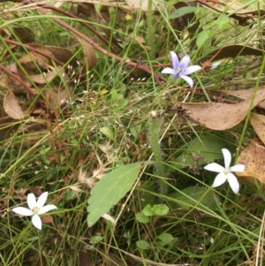 Isotoma fluviatilis subsp. australis at Forde, ACT - 30 Dec 2020