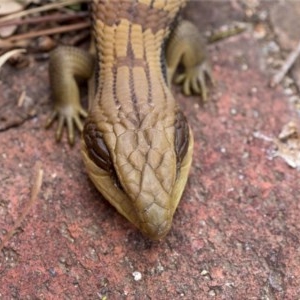 Tiliqua scincoides scincoides at Holt, ACT - suppressed