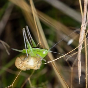 Conocephalus semivittatus at Hall, ACT - 30 Dec 2020