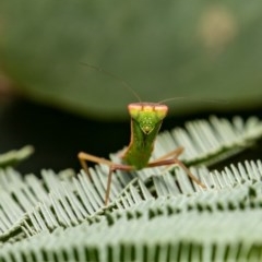 Orthodera ministralis (Green Mantid) at Hall, ACT - 29 Dec 2020 by Roger