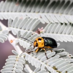 Aporocera (Aporocera) consors (A leaf beetle) at Hall, ACT - 29 Dec 2020 by Roger