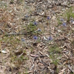 Eryngium ovinum (Blue Devil) at Hackett, ACT - 5 Jan 2022 by Avery