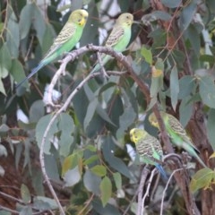 Melopsittacus undulatus (Budgerigar) at Mullion, NSW - 28 Dec 2020 by redsnow