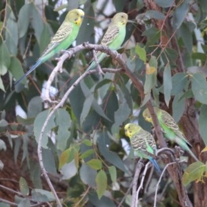 Melopsittacus undulatus at Mullion, NSW - 28 Dec 2020