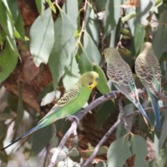 Melopsittacus undulatus at Mullion, NSW - 28 Dec 2020 10:17 AM