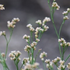 Limonium australe (Native Sea lavender) at Merimbula, NSW - 29 Dec 2020 by Kyliegw