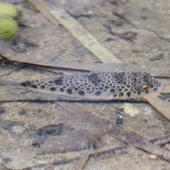 Unidentified Shark / Ray at Merimbula, NSW - 29 Dec 2020 by Kyliegw