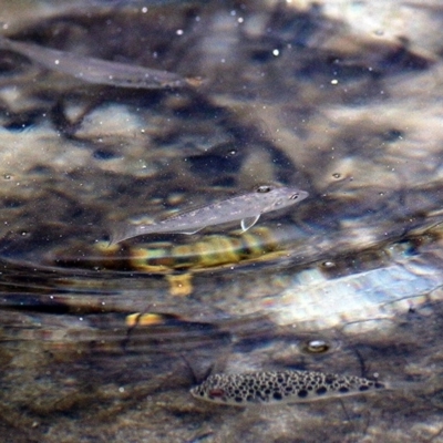 Unidentified Fish at Merimbula, NSW - 29 Dec 2020 by Kyliegw