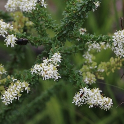 Bursaria spinosa subsp. lasiophylla (Australian Blackthorn) at Narrabarba, NSW - 30 Dec 2020 by Kyliegw