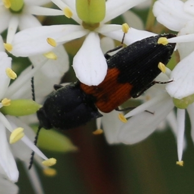 Anilicus xanthomus (A click beetle) at Narrabarba, NSW - 30 Dec 2020 by Kyliegw