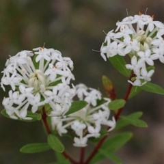 Pimelea linifolia subsp. linifolia (Queen of the Bush, Slender Rice-flower) at Narrabarba, NSW - 30 Dec 2020 by Kyliegw