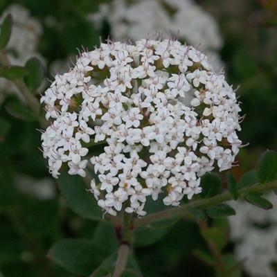 Platysace lanceolata (Shrubby Platysace) at Narrabarba, NSW - 30 Dec 2020 by Kyliegw