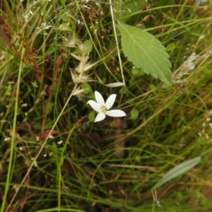 Isotoma fluviatilis subsp. australis at Forde, ACT - 30 Dec 2020