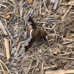 Balaana sp. (genus) (Bee Fly) at Murrumbateman, NSW - 30 Dec 2020 by SimoneC