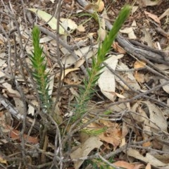 Melichrus urceolatus (Urn Heath) at Forde, ACT - 30 Dec 2020 by Liam.m