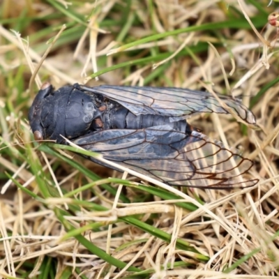 Psaltoda moerens (Redeye cicada) at ANBG - 29 Dec 2020 by RodDeb