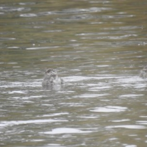 Poliocephalus poliocephalus at Throsby, ACT - 30 Dec 2020