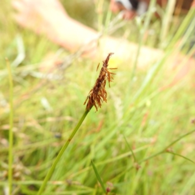 Eleocharis atricha (Tuber Spikerush) at Forde, ACT - 30 Dec 2020 by Liam.m