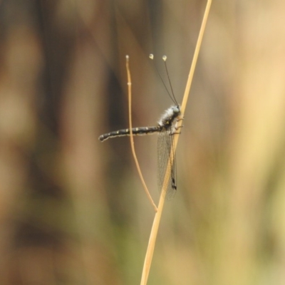 Ascalaphidae (family) (Owlfly) at Forde, ACT - 30 Dec 2020 by Liam.m