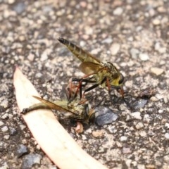 Zosteria rosevillensis (A robber fly) at Acton, ACT - 29 Dec 2020 by RodDeb