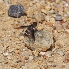 Villa sp. (genus) (Unidentified Villa bee fly) at Acton, ACT - 29 Dec 2020 by RodDeb