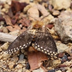 Epicoma (genus) (Unidentified Prominent moth) at ANBG - 29 Dec 2020 by RodDeb