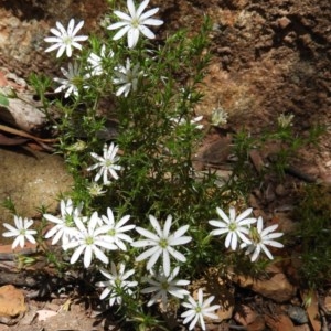 Stellaria pungens at Cotter River, ACT - 30 Dec 2020