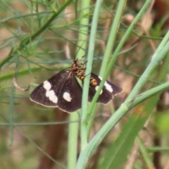 Nyctemera amicus (Senecio Moth, Magpie Moth, Cineraria Moth) at Acton, ACT - 29 Dec 2020 by RodDeb