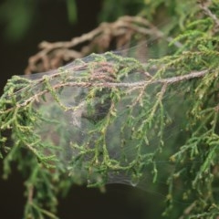 Unidentified Spider (Araneae) at ANBG - 29 Dec 2020 by RodDeb