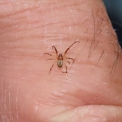 Cryptachaea veruculata (Diamondback comb-footed spider) at ANBG - 29 Dec 2020 by RodDeb