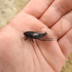Yoyetta timothyi (Brown Firetail Cicada) at Palmerston, ACT - 30 Dec 2020 by Liam.m
