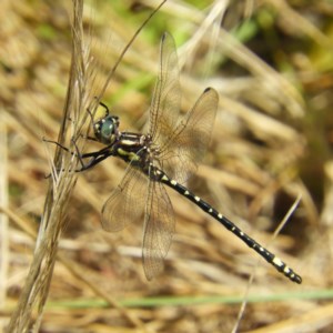 Eusynthemis virgula at Brindabella, NSW - 30 Dec 2020 12:31 PM