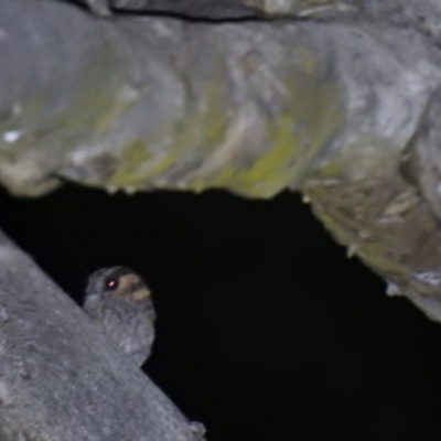 Aegotheles cristatus (Australian Owlet-nightjar) at Macarthur, ACT - 27 Dec 2020 by Liam.m