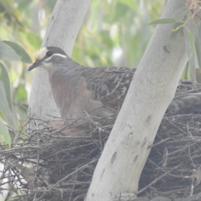 Phaps chalcoptera (Common Bronzewing) at Tharwa, ACT - 29 Dec 2020 by Liam.m